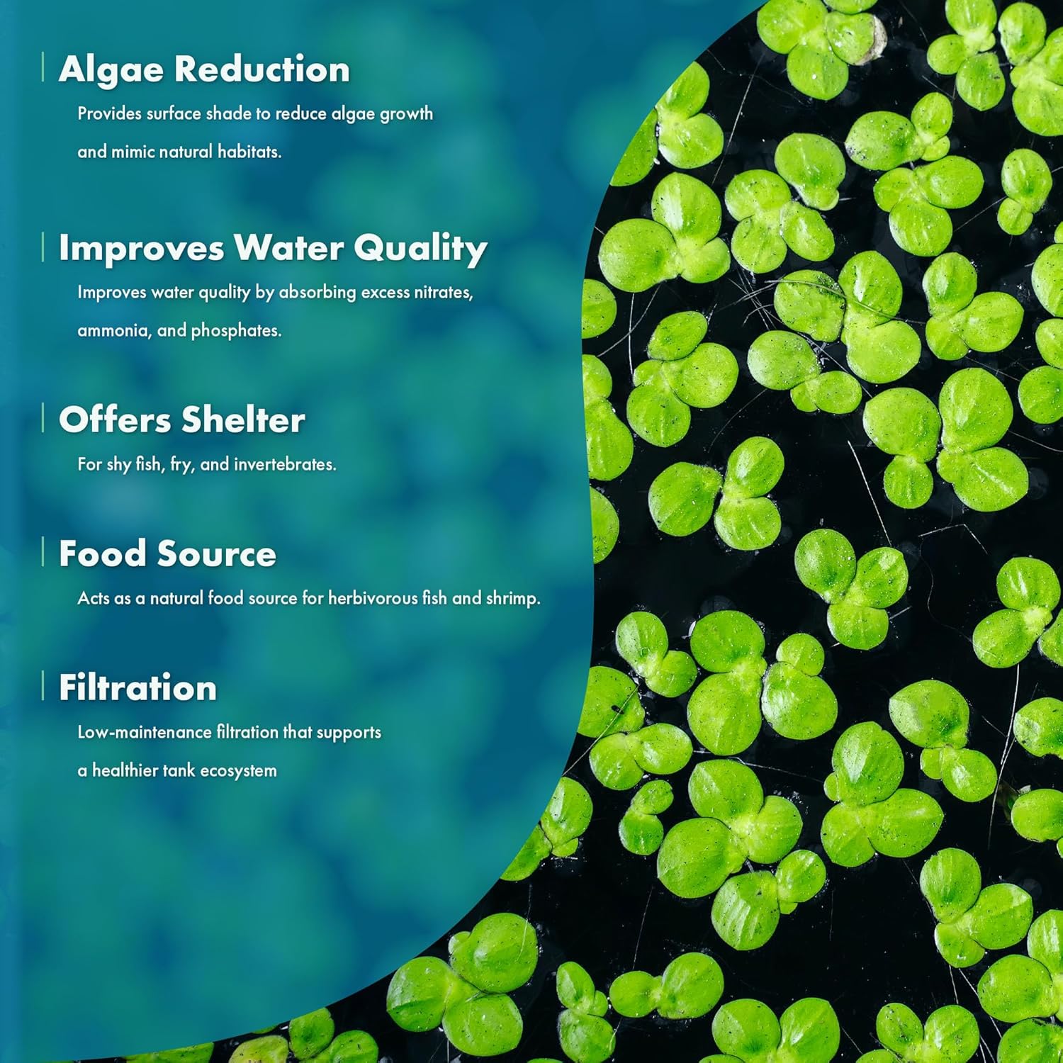 SubstrateSource Live Floating Aquatic Plant - Giant Duckweed, Spirodela Polyrhiza - Surface Shade for Aquarium Aquascaping, Shrimp Tank, Low Light, Nano, Freshwater Habitat, Pond Decor - 1 Pack