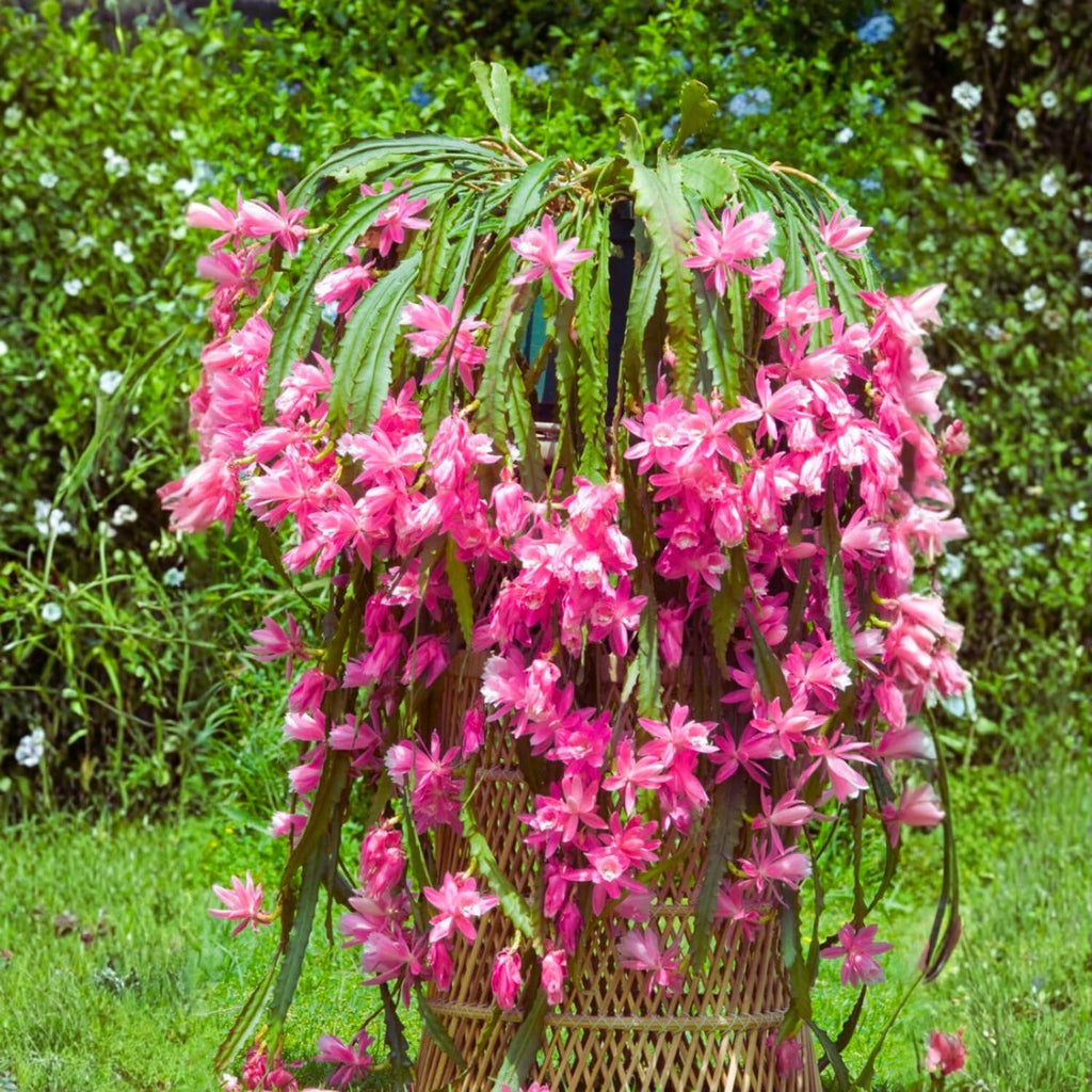 1 Feet Epiphyllum Orchid Cactus Plants Live, Pink Orchird Cactus Fully-Rooted in 4" Pot, Cold Hardy, Fragrant