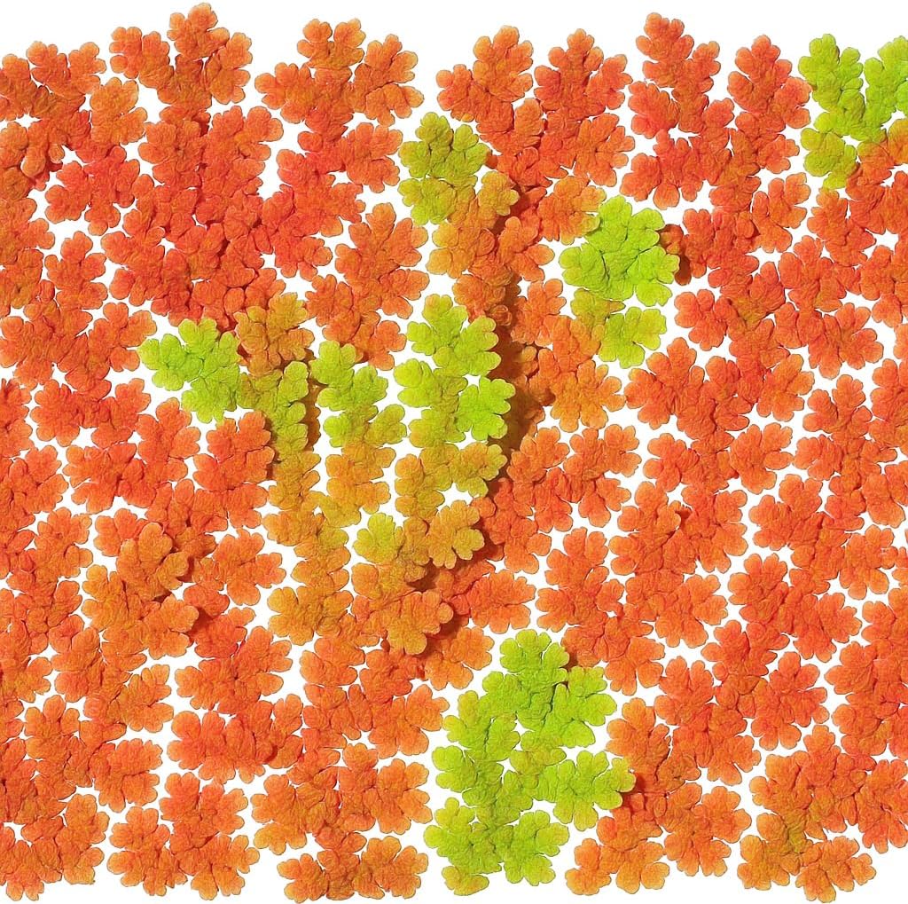 Azolla caroliniana 25 + Plants Live Floating Pond Plant Mosquito Fern Water Velvet Fairy Moss Aquarium Outdoor Ponds Fast Growth Outcompetes Algae Fish Food filiculoides