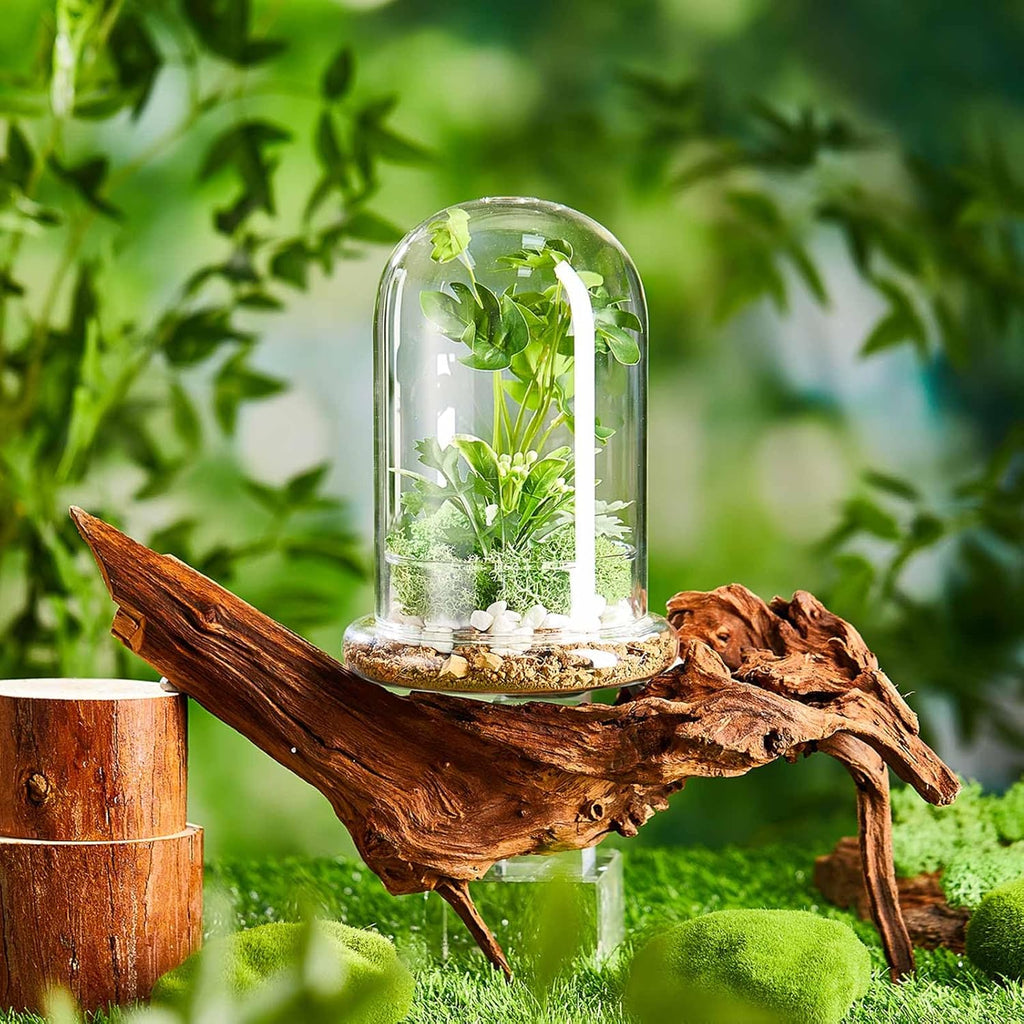 1 Pcs Glass Terrarium 5.9 x 7.9 Inch Terrarium Planter Container Clear Glass Dome Cloche with Airhole and Base for Plant Flower Home Tabletop Display Centerpiece, Plants Not Included
