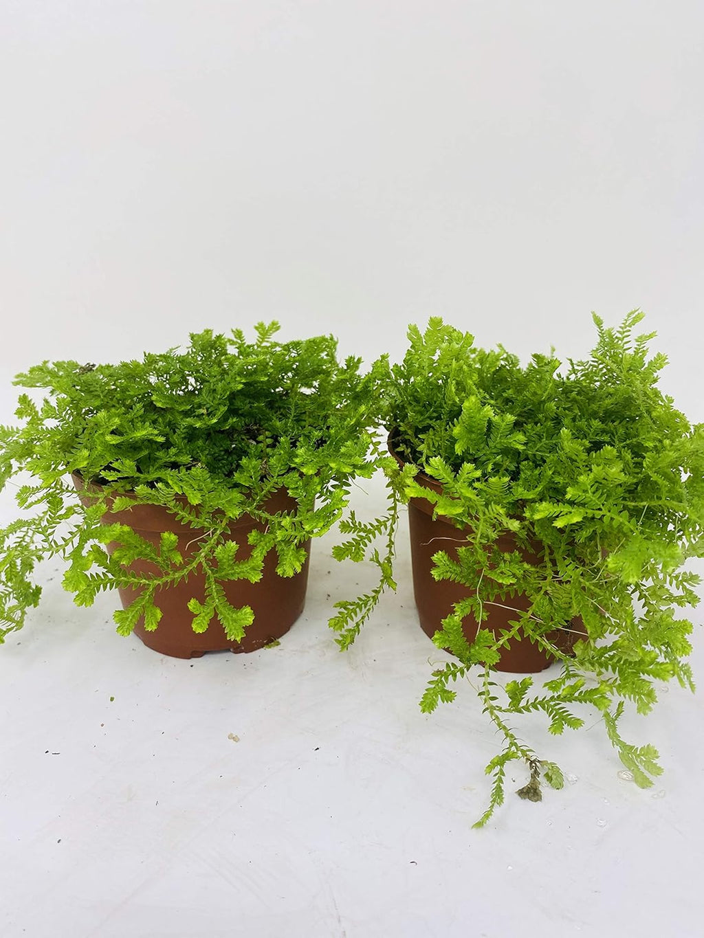 *Two Frosty Fern Spike Moss - Selaginella - Easy to Grow - 2.5" Pot
