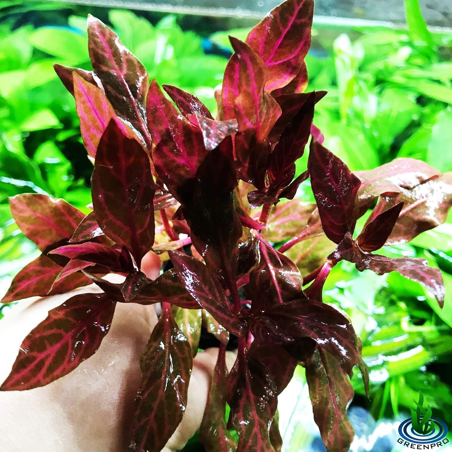 (Alternanthera Reineckii VAR. Rosanervig) Greenpro Alternanthera Reineckii Potted Live Aquarium Plants Easy Super Red Plants