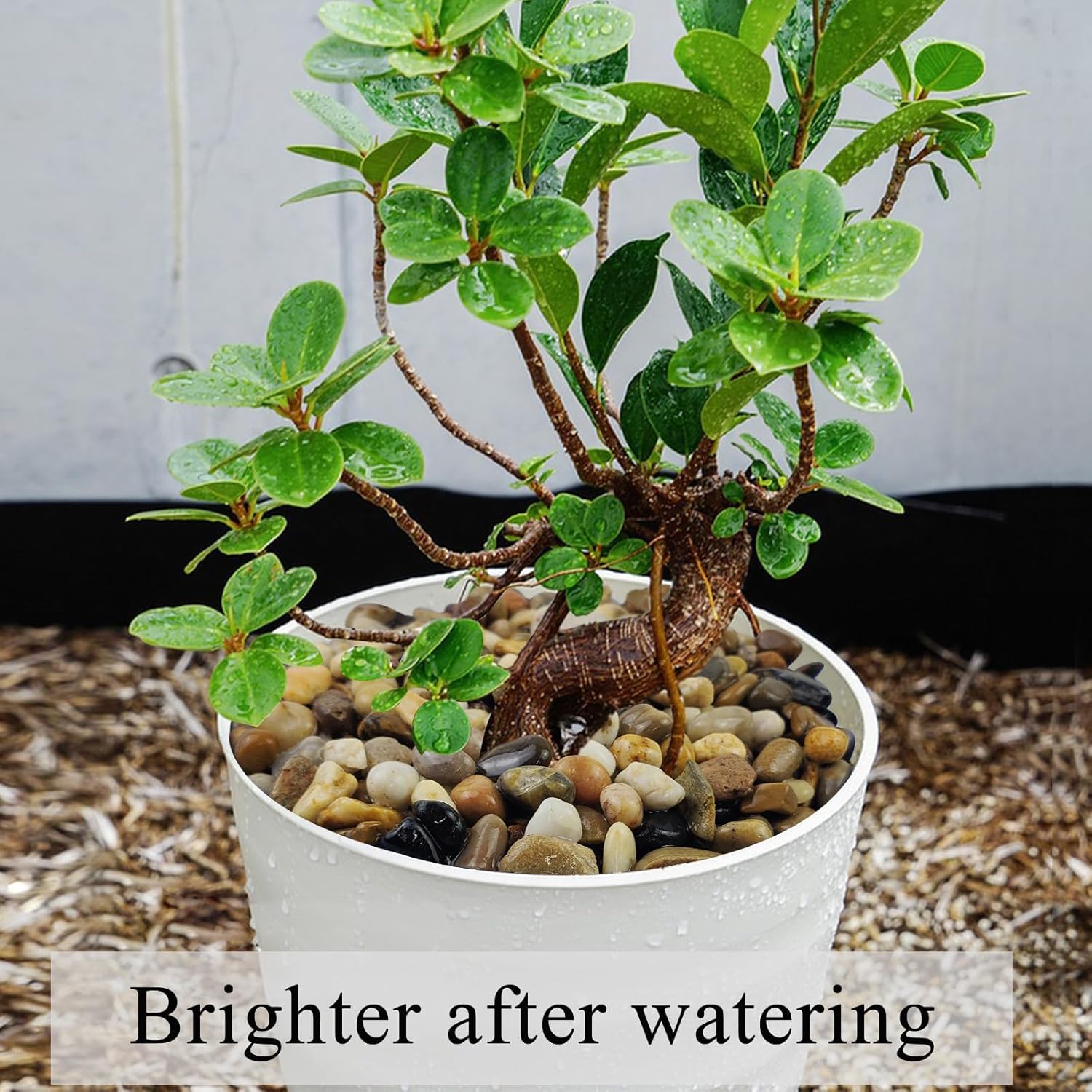 10 lbs Pea Gravel for Landscaping, 2/5 Inch Size Mixed Color River Rocks for Aquarium, Succulent, Vase Fillers, Cactus Bonsai, Plant Soil Cover and Outdoor Garden Rocks.