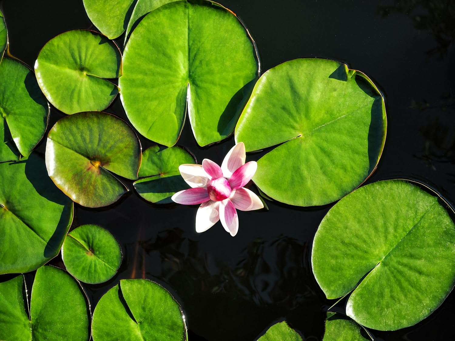 Lily Pad Plant Root Stock for Growing - Great Aquatic Feature, Bowl Bonsai, Aquarium Koi Pond or Large Pond, Water Lily Plant for Planting (1 Lily Pad Plant)