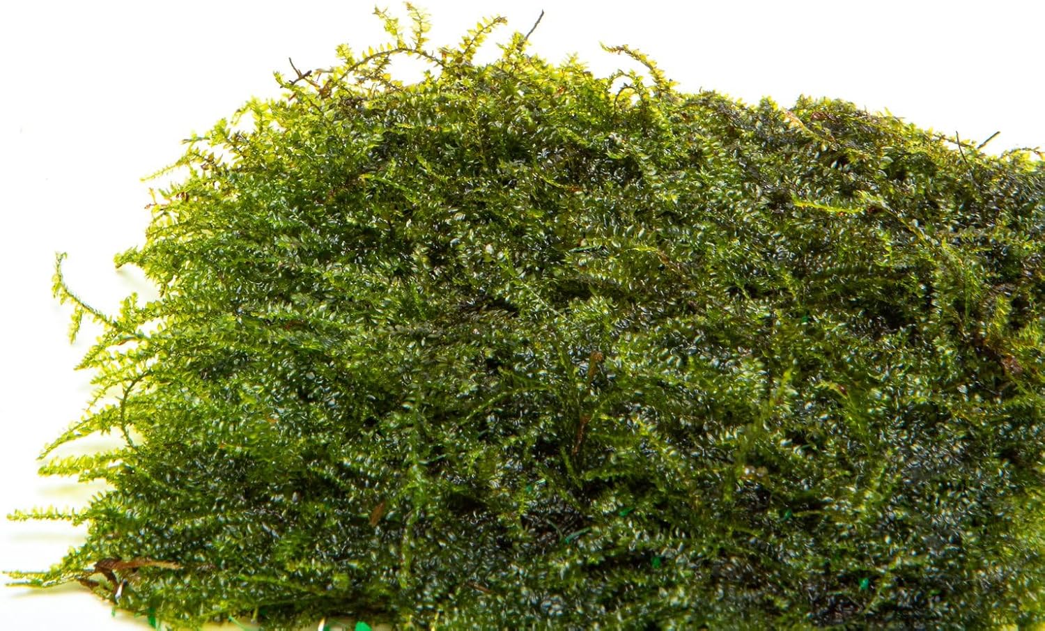 SubstrateSource Live Plants - Weeping Moss (Vesicularia ferriei) - Low to Medium Light, Bright Green Accent Freshwater Aquatic Moss, Foreground Placement for Aquascaping - Stainless Steel, 1 Pack