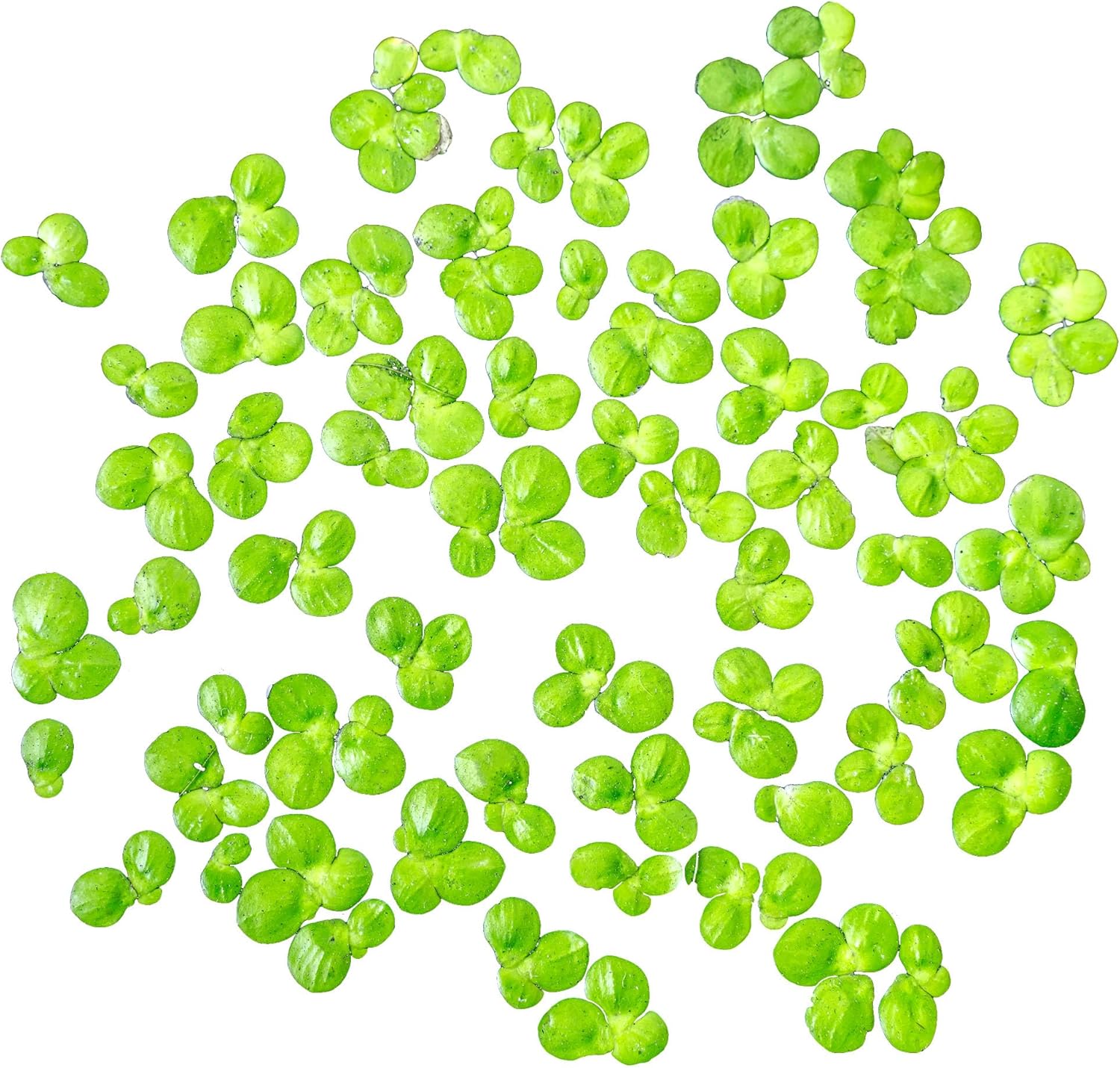 SubstrateSource Live Floating Aquatic Plant - Giant Duckweed, Spirodela Polyrhiza - Surface Shade for Aquarium Aquascaping, Shrimp Tank, Low Light, Nano, Freshwater Habitat, Pond Decor - 1 Pack