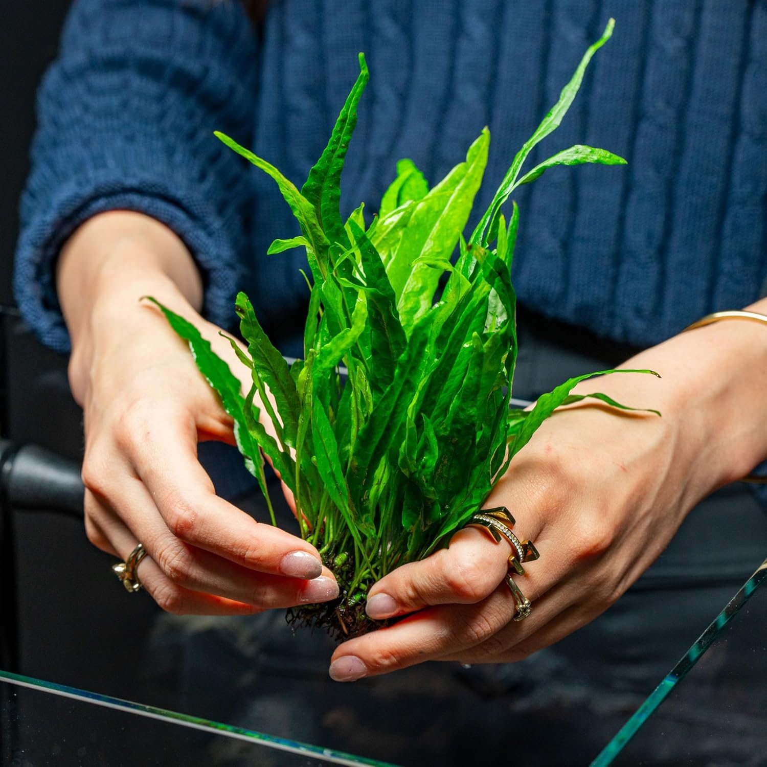 SubstrateSource Live Plants - Microsorum Pteropus ‘Narrow’ (Microsorum pteropus) - Low to Medium Light, Deep Green Accent Aquatic Epiphytic Plant, Midground to Background Placement - Pot, 1 Pack