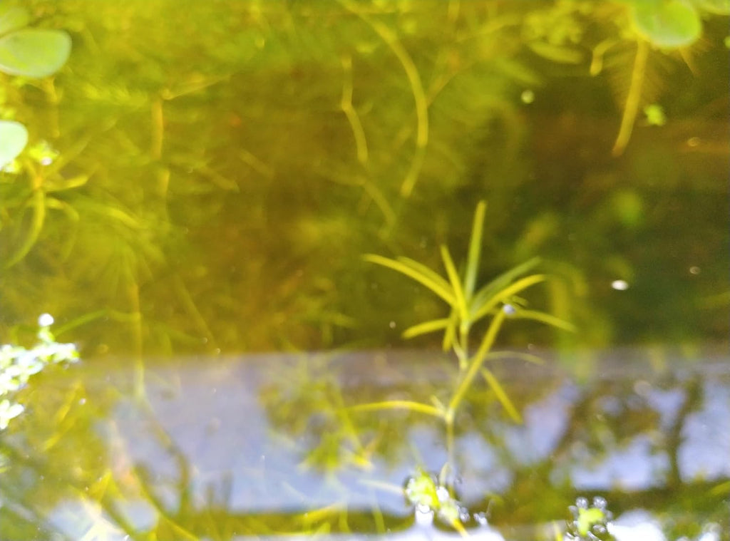 1 Cup of Live Guppy Grass Plus 1 Bunch of Hornwort Aquarium Plants, Freshwater Submerged Plants for Fish Tank