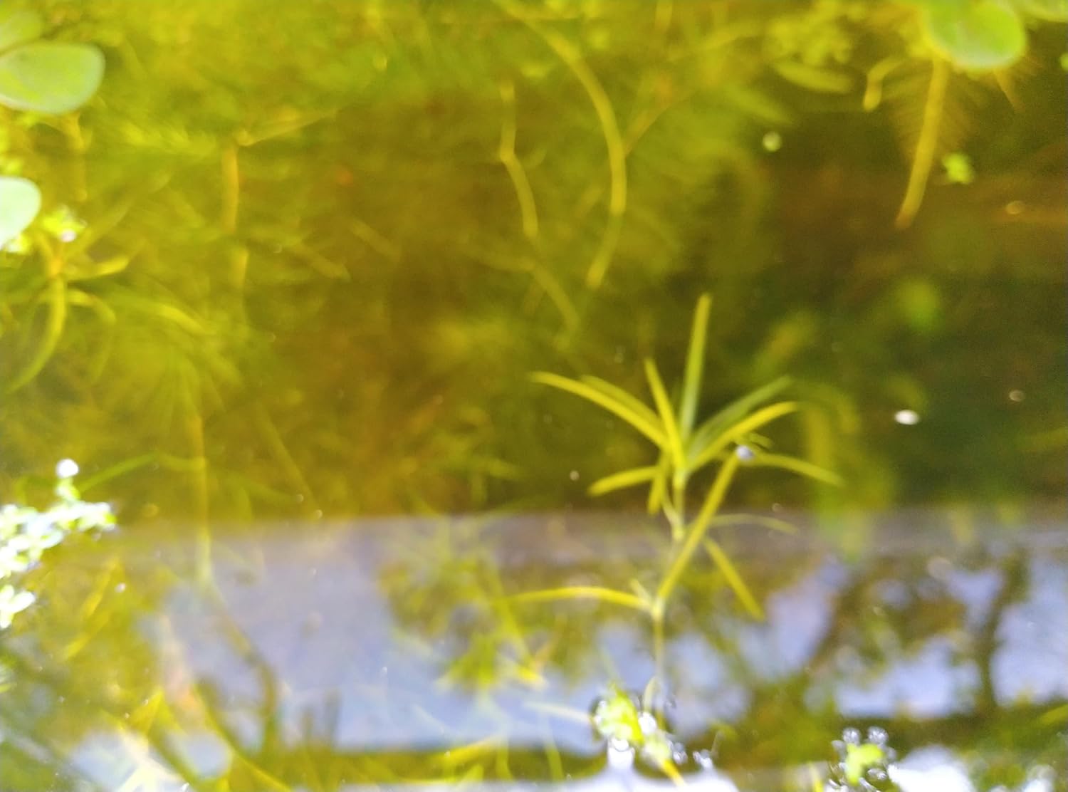 1 Cup of Live Guppy Grass Plus 1 Bunch of Hornwort Aquarium Plants, Freshwater Submerged Plants for Fish Tank