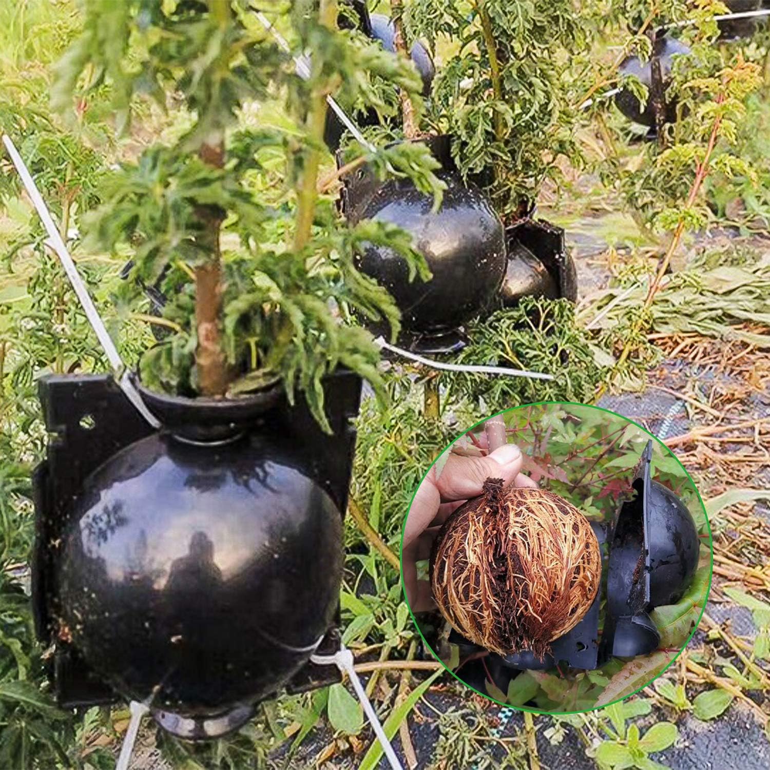 10 Pack Tree Root Growing Box, Rooting Ball Grafting Tools, Reusable High Pressure Tree Rooter Air Layering Propagation Kit Propagator Pot Rooting Device for Trees Flowers