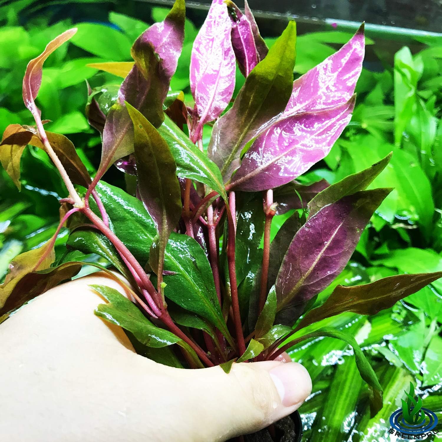 (Alternanthera Reineckii VAR. Rosaefolia) Greenpro Alternanthera Reineckii Potted Live Aquarium Plants Easy Super Red Plants