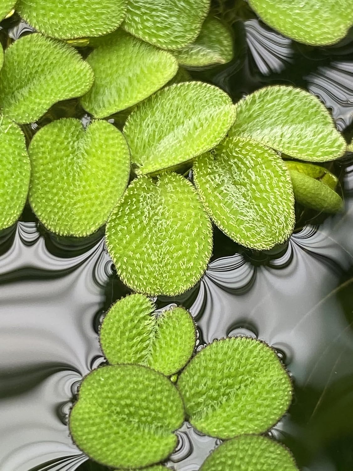 Salvinia Minima 50 + Leaves Live Floating Pond Aquarium Plant Freshwater Tanks Ponds Aquascapes Water Gardens Natural Water Filtration Purifier Easy Care Fast Growing Natural Shade Cover Betta Shrimp