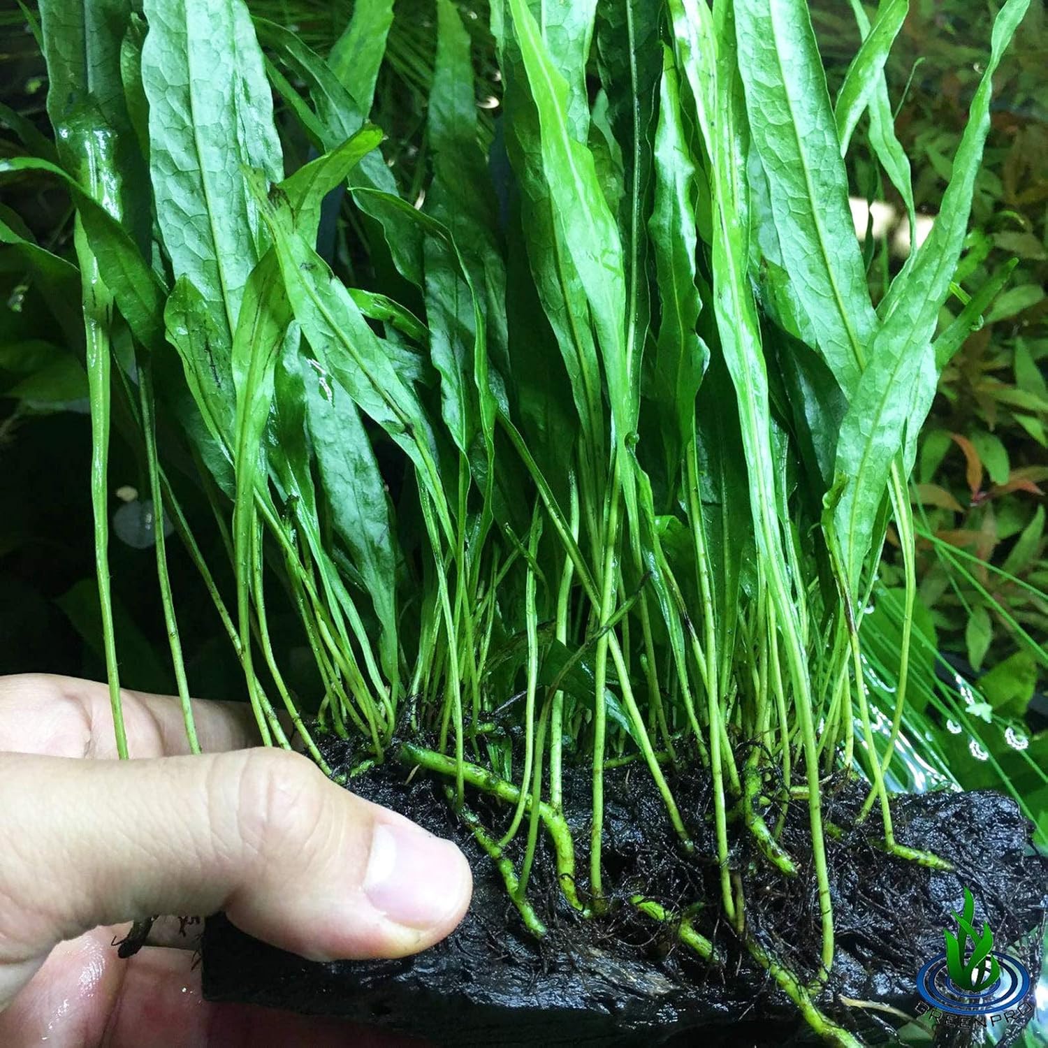 (Java Fern (Medium)) Anubias, Java Fern, Moss and more! Freshwater Live Aquarium Plants on Driftwood for Aquatic Tropical Fish Tank Decorations - Easy for Beginner by Greenpro