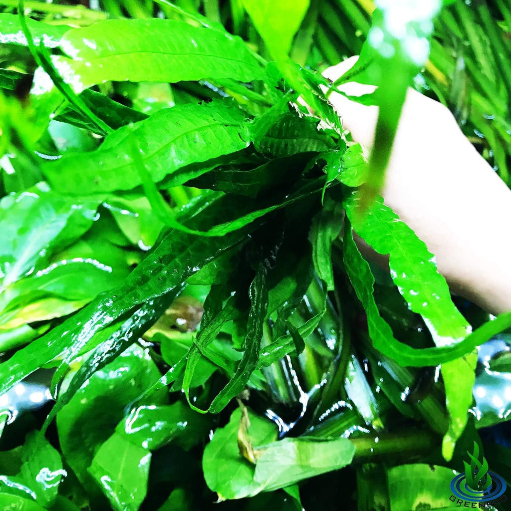 (20+ Leaves) Microsorum Pteropus Java Fern Live Aquarium Plant Tall Bunch Aquatic Fish Tank Decoration