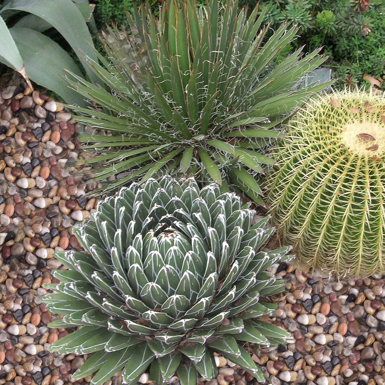 10 lbs Decorative Rocks for Planters and Outdoor Landscaping, 1"- 1 1/2", Pebbles for Indoor Plants, Vases, Terrarium, Polished Stones for Garden Decor