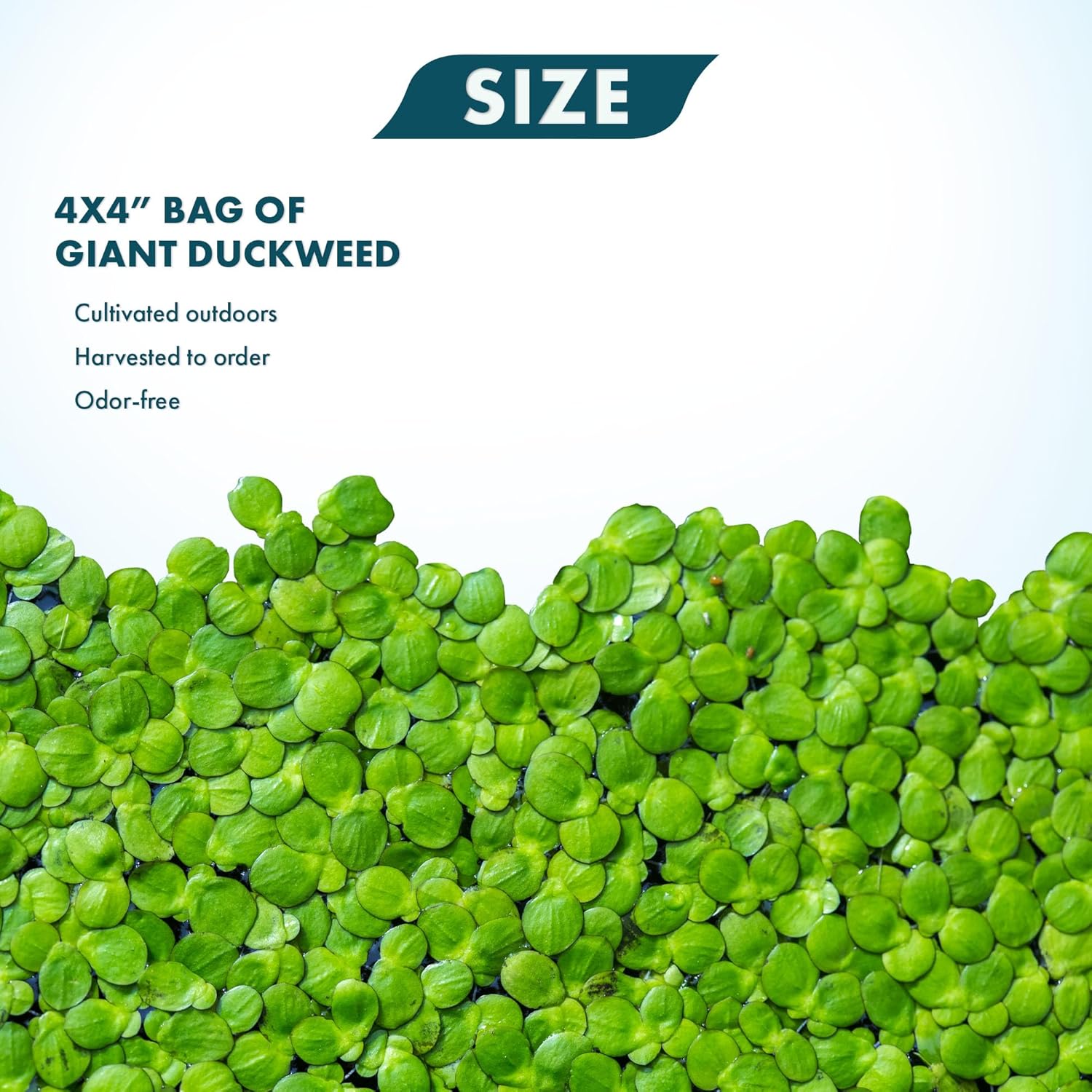 SubstrateSource Live Floating Aquatic Plant - Giant Duckweed, Spirodela Polyrhiza - Surface Shade for Aquarium Aquascaping, Shrimp Tank, Low Light, Nano, Freshwater Habitat, Pond Decor - 1 Pack