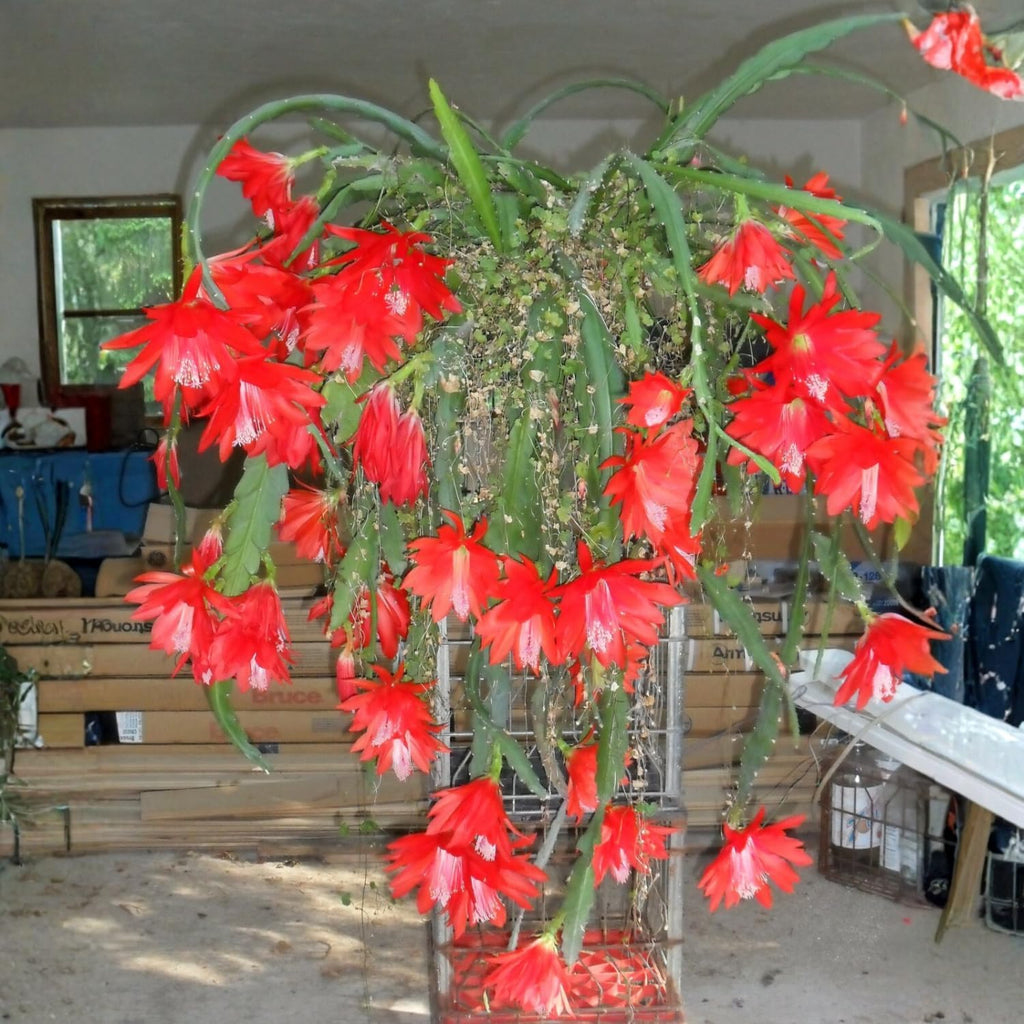 1 Feet Epiphyllum Orchid Cactus Plants Live, Red Orchird Cactus Fully-Rooted in 4" Pot, Cold Hardy, Fragrant