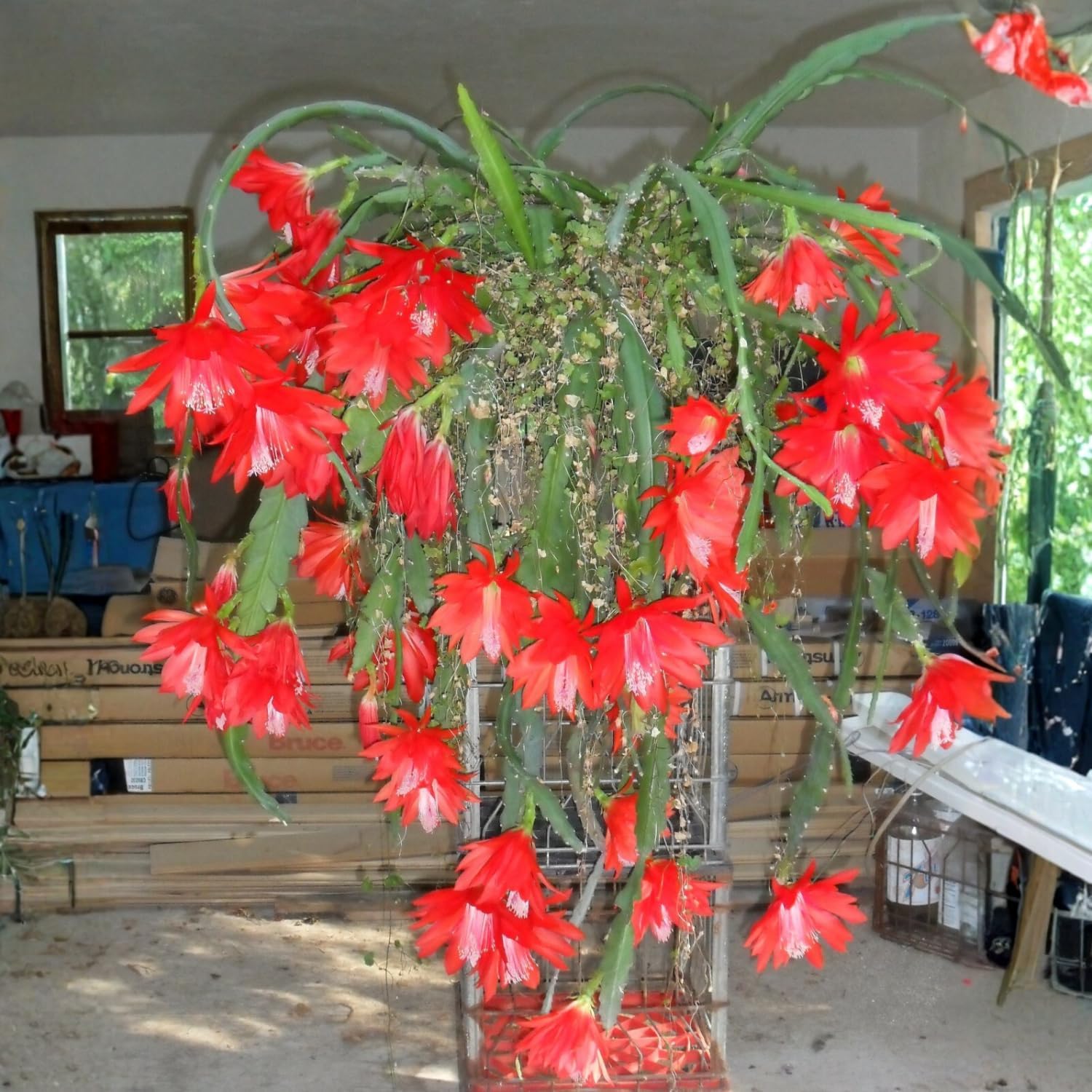 1 Feet Epiphyllum Orchid Cactus Plants Live, Red Orchird Cactus Fully-Rooted in 4" Pot, Cold Hardy, Fragrant