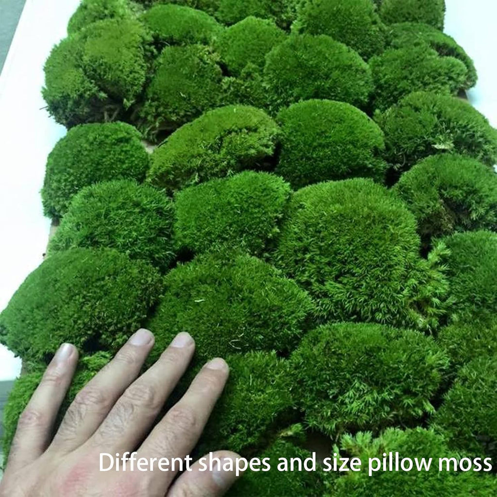 1.5 Sq. Ft. Preserved Moss Pole Decorative Moss for Crafts, Art, Wall Decor,Dark Green