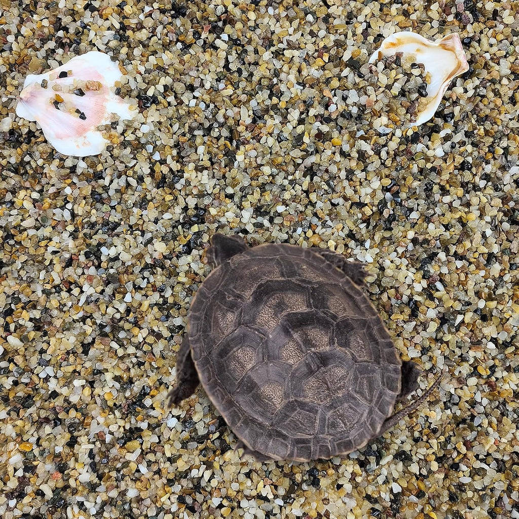 10 lbs Aquarium Sand, 1/16 Inch Fish Tank Gravel. Decorative Coarse Sand Pea Gravel for Aquarium Substrate, Terrariums, Vase, Plant, Soil Cover and Outdoor Landscaping Small River Rocks