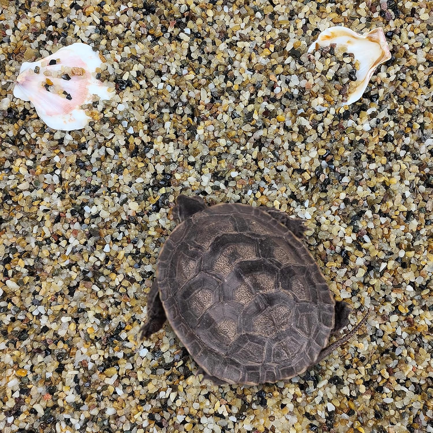 10 lbs Aquarium Sand, 1/16 Inch Fish Tank Gravel. Decorative Coarse Sand Pea Gravel for Aquarium Substrate, Terrariums, Vase, Plant, Soil Cover and Outdoor Landscaping Small River Rocks