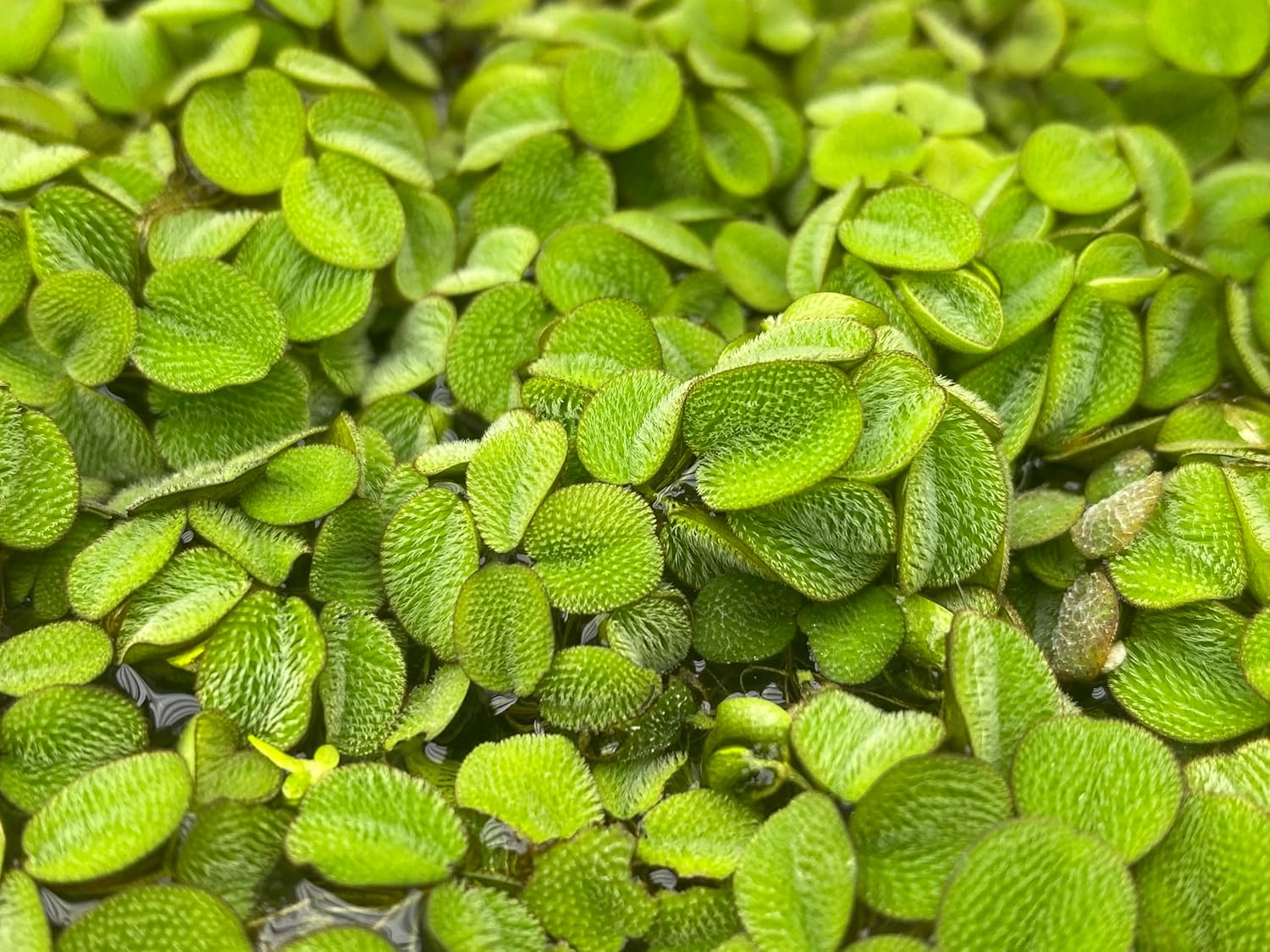 Salvinia Minima 50 + Leaves Live Floating Pond Aquarium Plant Freshwater Tanks Ponds Aquascapes Water Gardens Natural Water Filtration Purifier Easy Care Fast Growing Natural Shade Cover Betta Shrimp