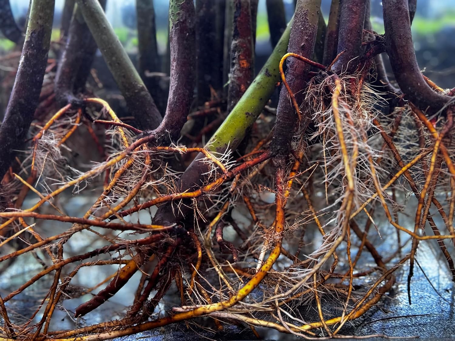 AquaGardens | Red Mangrove | Live Plant (3 Small Plants)