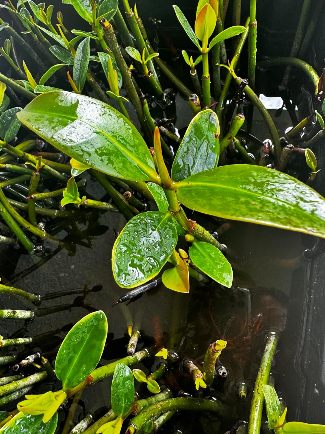 AquaGardens | Red Mangrove | Live Plant (3 Small Plants)