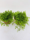 *Two Frosty Fern Spike Moss - Selaginella - Easy to Grow - 2.5" Pot