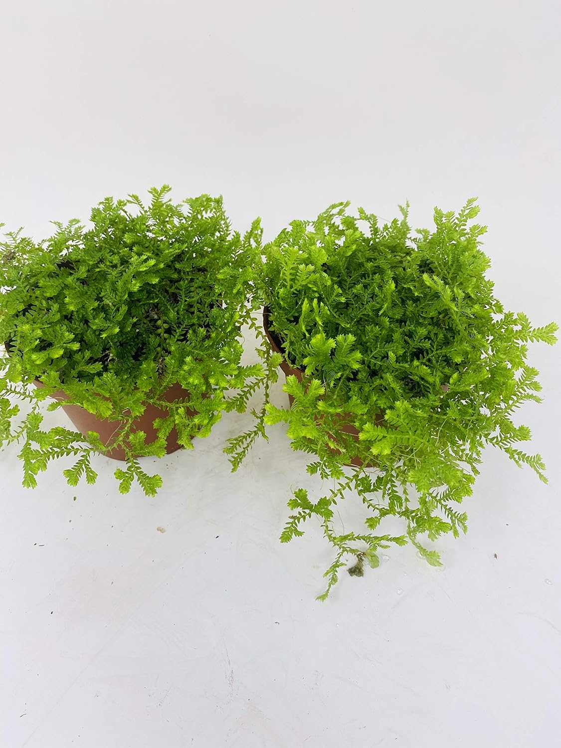 *Two Frosty Fern Spike Moss - Selaginella - Easy to Grow - 2.5" Pot
