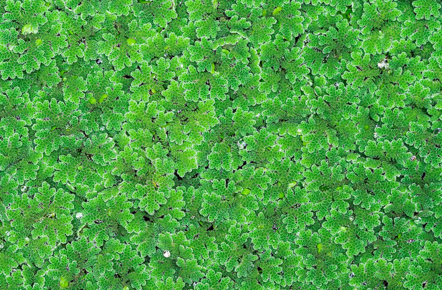 Azolla caroliniana 25 + Plants Live Floating Pond Plant Mosquito Fern Water Velvet Fairy Moss Aquarium Outdoor Ponds Fast Growth Outcompetes Algae Fish Food filiculoides