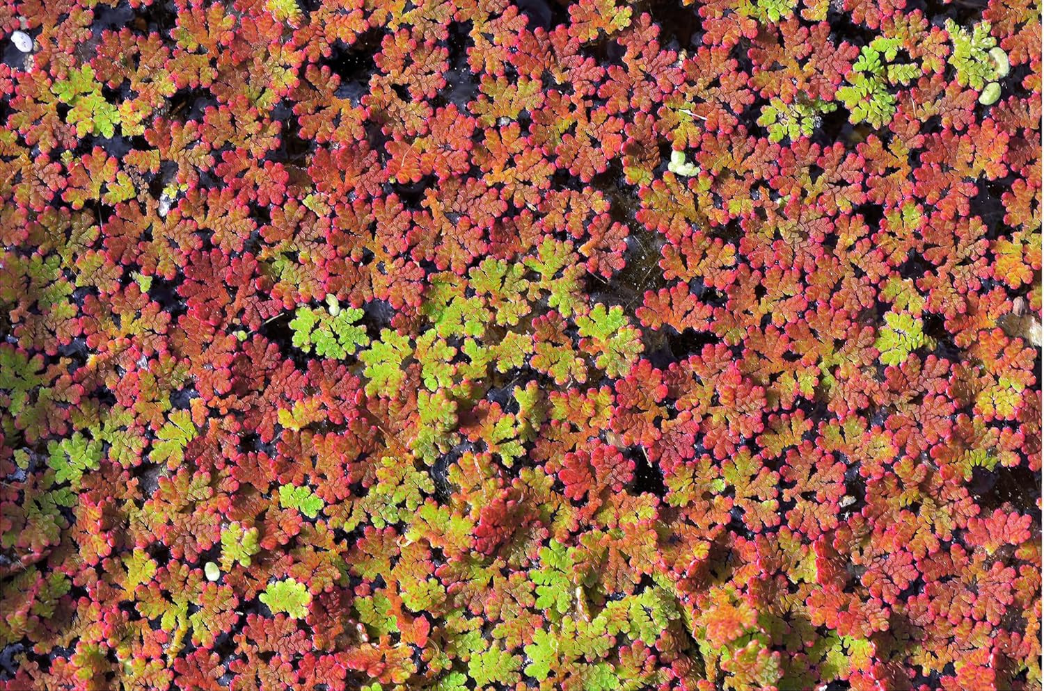 Azolla caroliniana 25 + Plants Live Floating Pond Plant Mosquito Fern Water Velvet Fairy Moss Aquarium Outdoor Ponds Fast Growth Outcompetes Algae Fish Food filiculoides