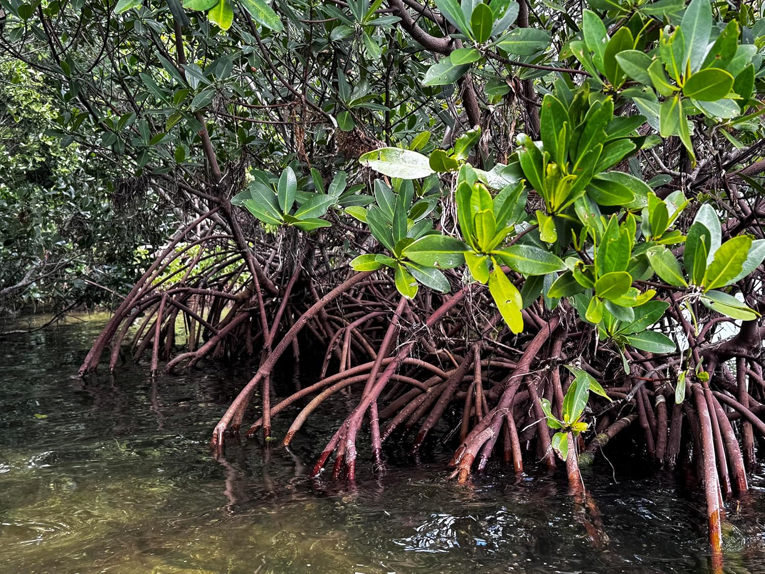 AquaGardens | Red Mangrove | Live Plant (3 Small Plants)