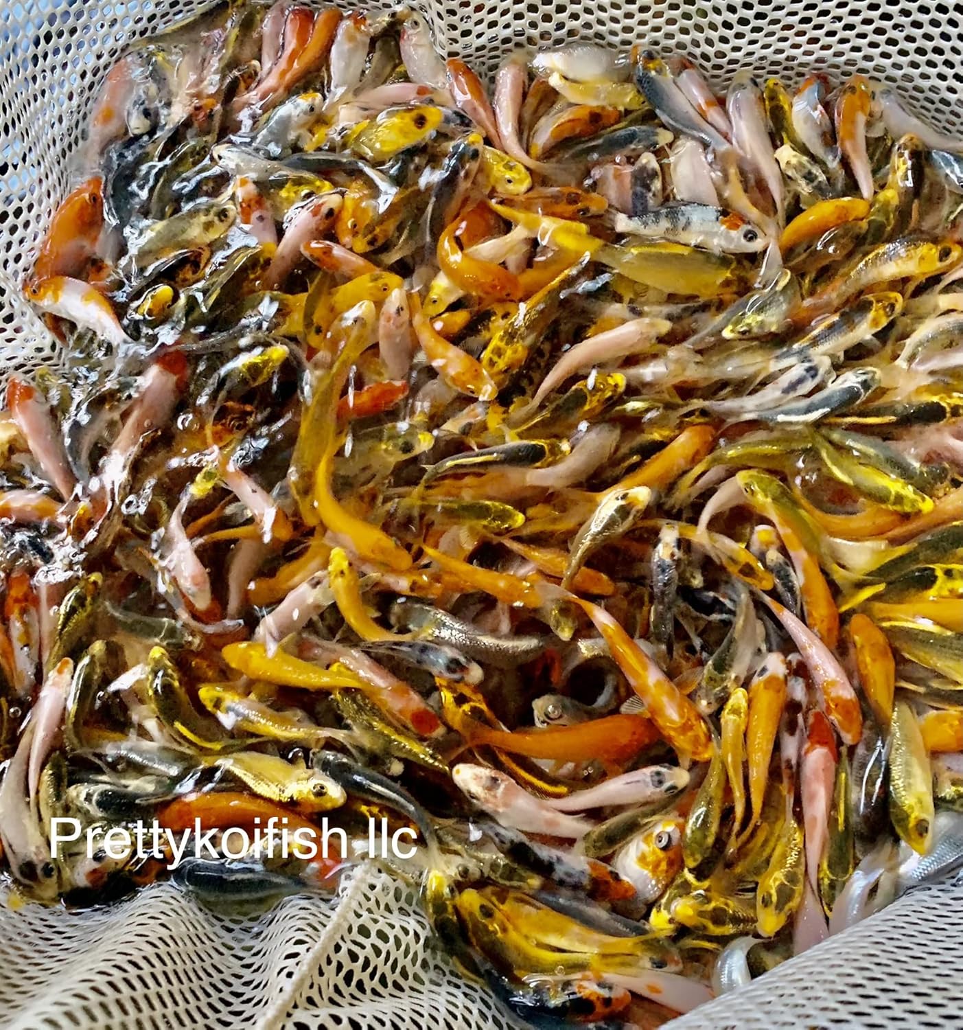 11-Lot Assorted 2"-4" Standard Fin Live Koi Fish A-Quality for Pond Garden PKF